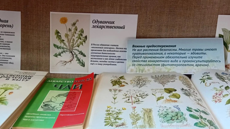 Лютики – цветочки 3